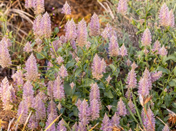 Guide’s plant of the month – Ptilotus exaltatus Image