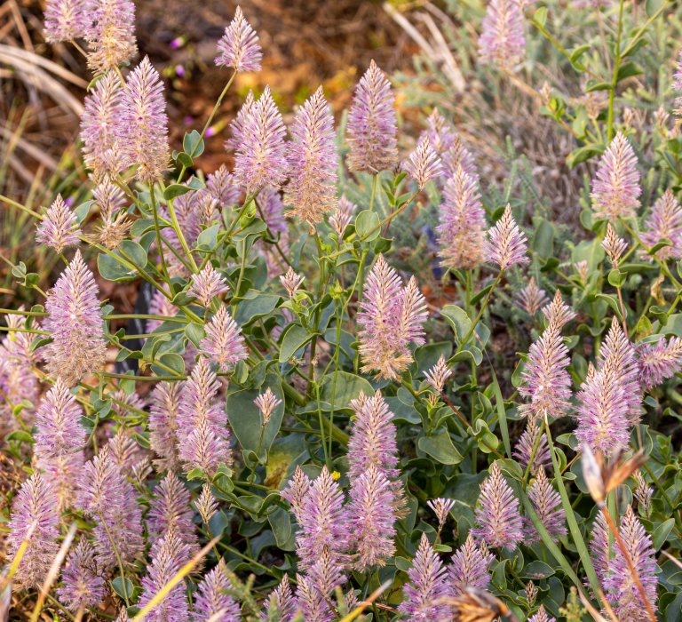 Guide’s plant of the month – Ptilotus exaltatus Image